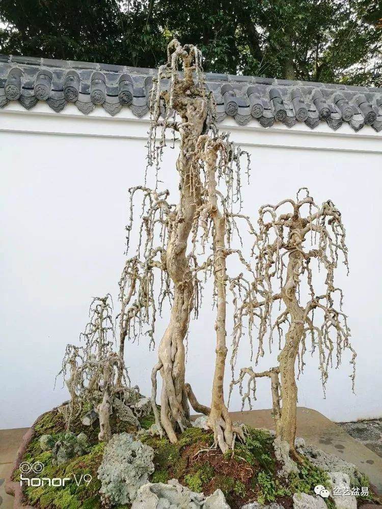 图解 刘传刚制作大型垂枝式树石盆景的方法