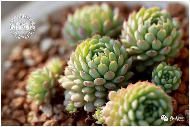 多肉植物的用土与浇水