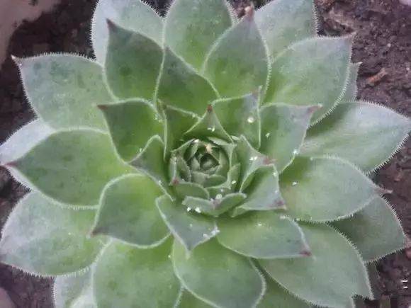 如何防治多肉植物的蚧壳虫伤害?