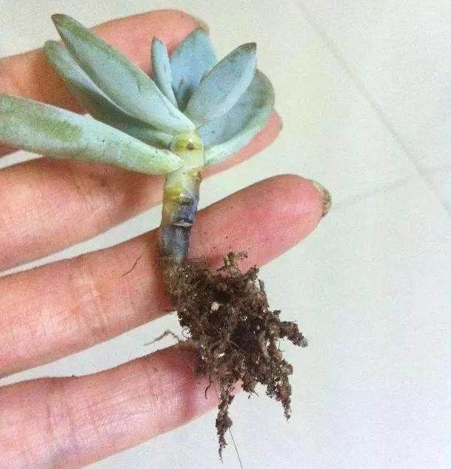 如何防治多肉植物因化水而整株死亡?