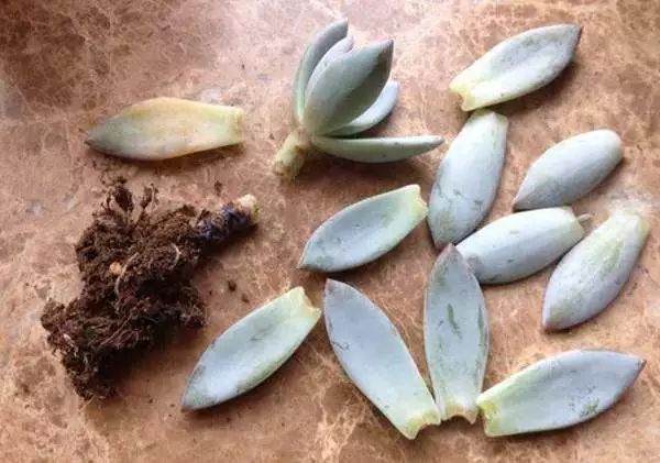 如何防治多肉植物的黑腐病?