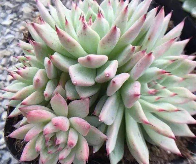 给多肉植物用肥料有什么讲究?