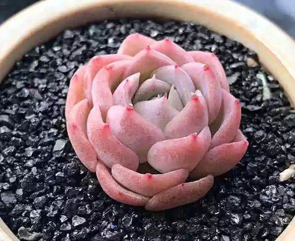 给多肉植物浇水有什么技巧?