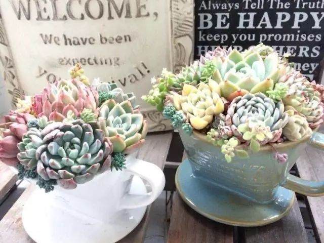 多肉植物的盆器搭配和换盆