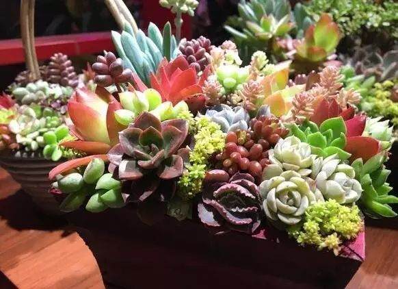 请管好手 夏天不要撸多肉叶子