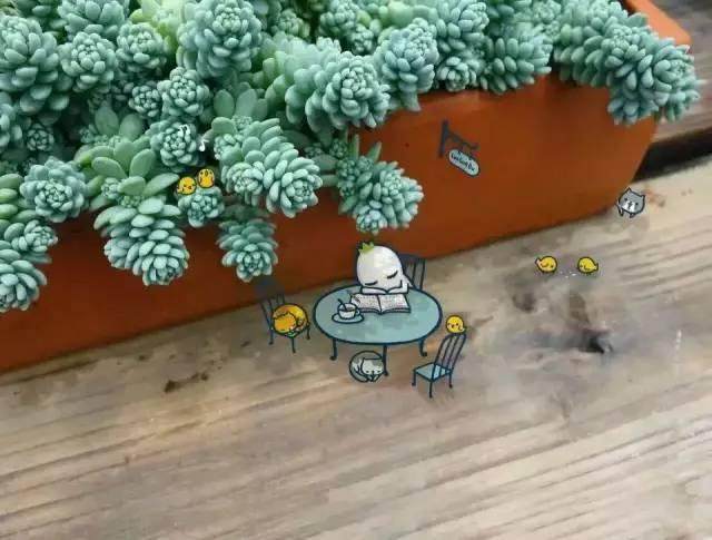 夏天请你继续露养多肉 搬进家死得更快