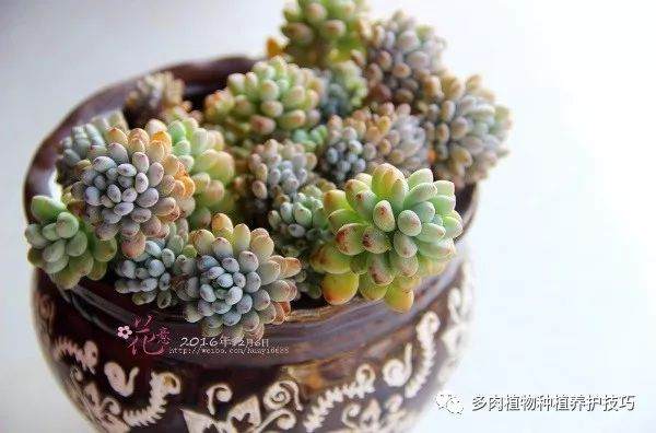 如何让多肉植物轻松度过夏天?