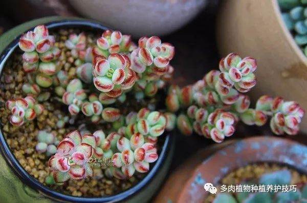多肉植物几乎不用浇水 到秋天一瓢大水就醒