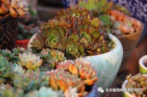 多肉植物因养护不当 而造成的不同死法