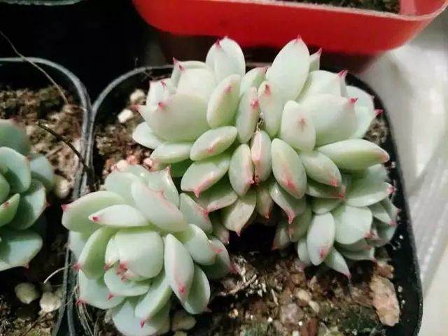 参照以下几点 看看你家多肉是否需要翻盆了?