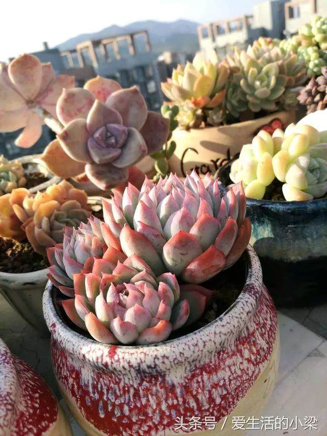 为什么秋季最好给多肉追一次施肥 图片