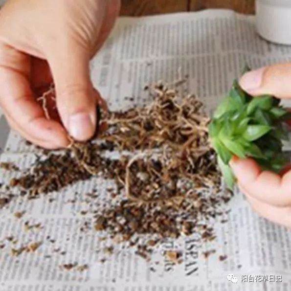 多肉爆盆攻略:多肉蹭蹭长阳台爆满