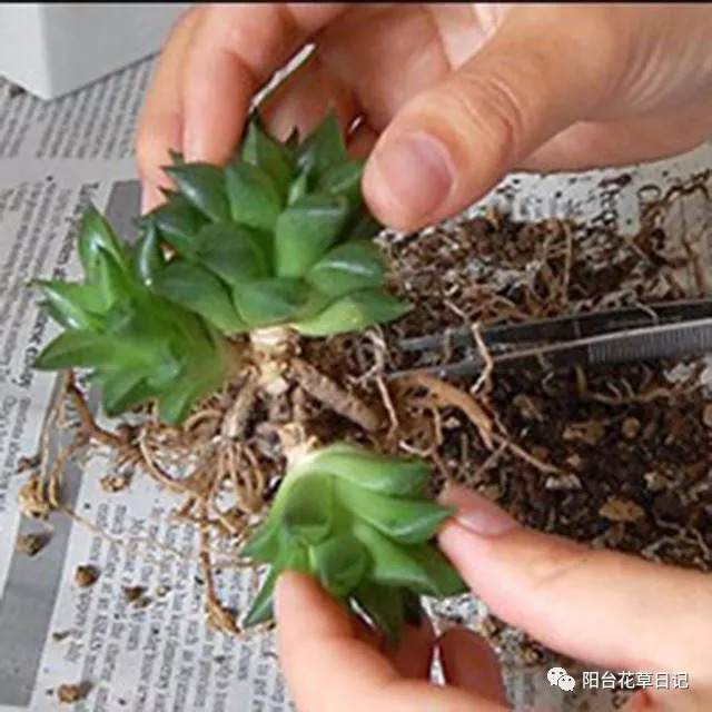 爆盆攻略 多肉蹭蹭长阳台怎么爆满