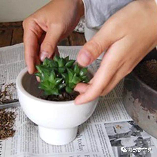 爆盆攻略 多肉蹭蹭长阳台怎么爆满