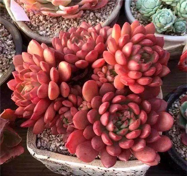 那么怎样才能养出颜色丰富的多肉植物?