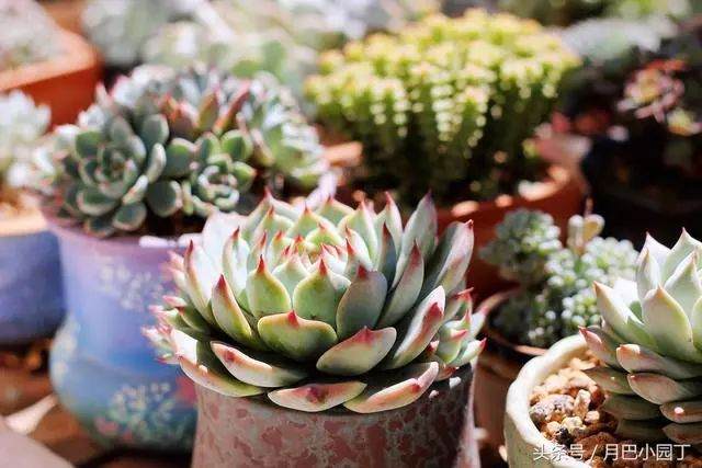 为什么大家都不敢给多肉浇水?