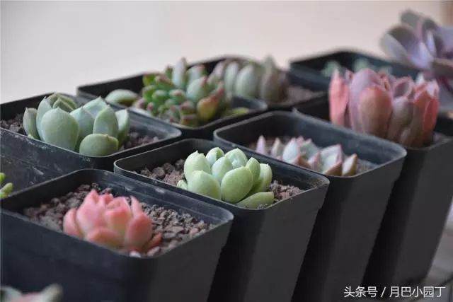 为什么给盆景浇水就会漏?