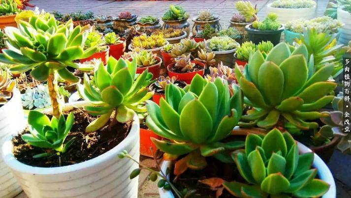 请欣赏 我打造成多肉植物小院
