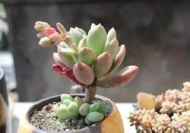 让多肉开花的3个技巧
