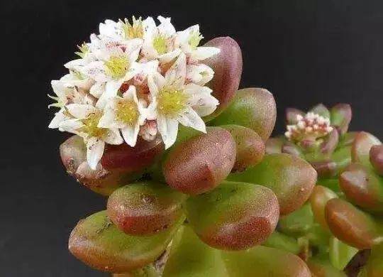 多肉开花后全株死亡处理方法