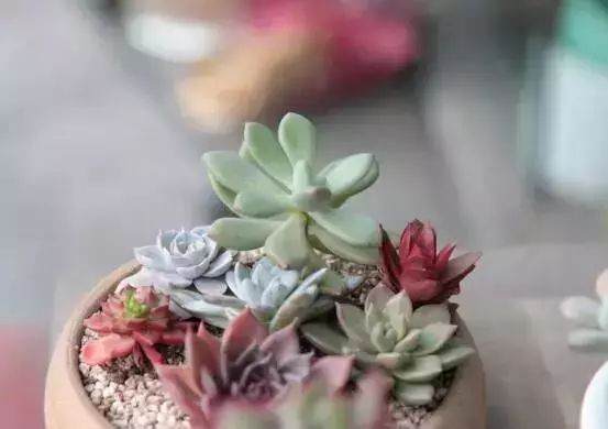 多肉开花后的4个处理方法