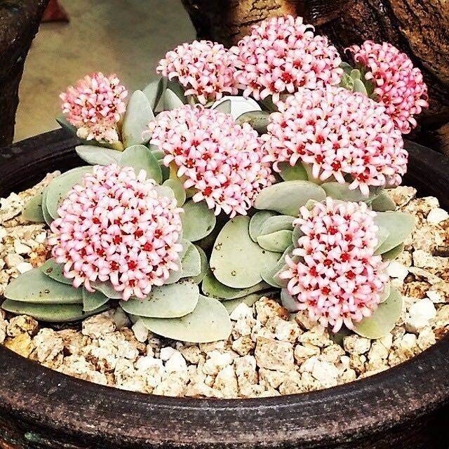 养殖多肉植物的十五大定律 图片