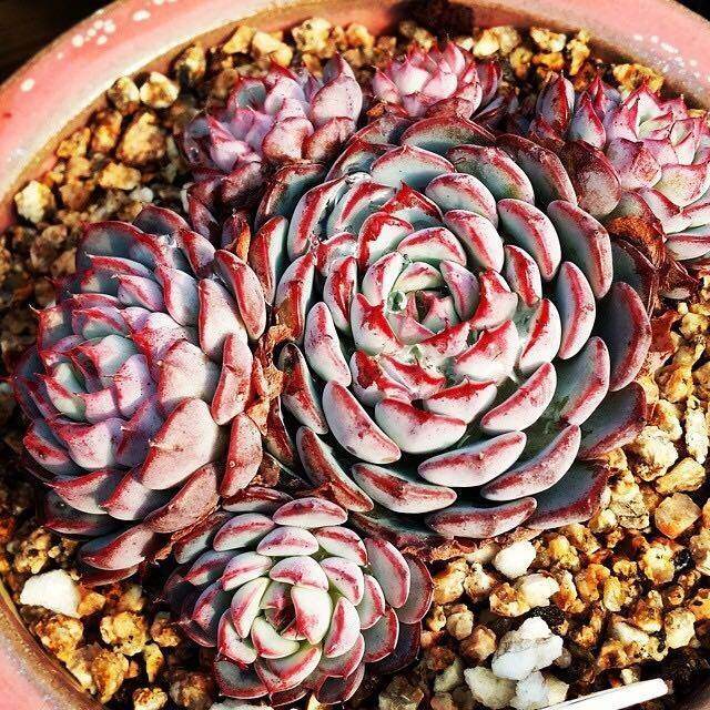 养殖多肉植物的十五大定律