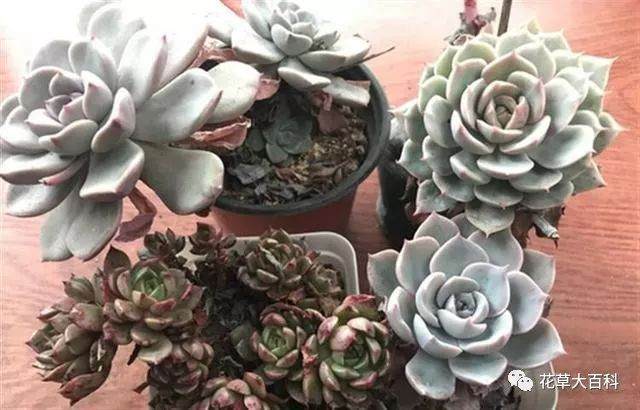 图解 如何清理多肉植物的枯叶