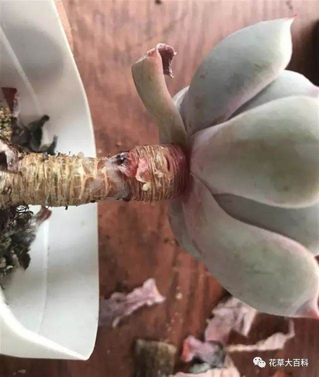 图解 如何清理多肉植物的枯叶