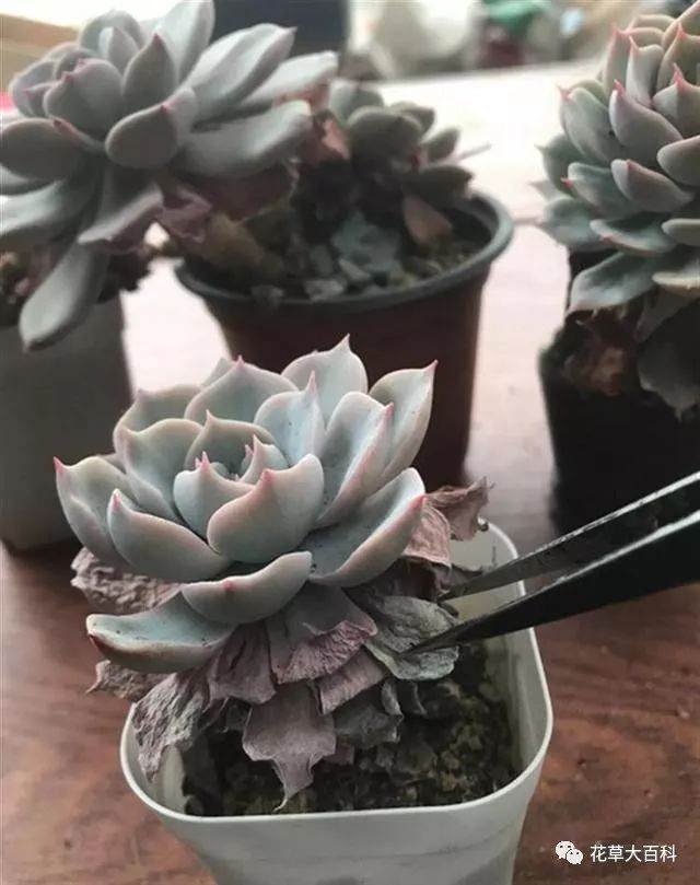 图解 如何清理多肉植物的枯叶