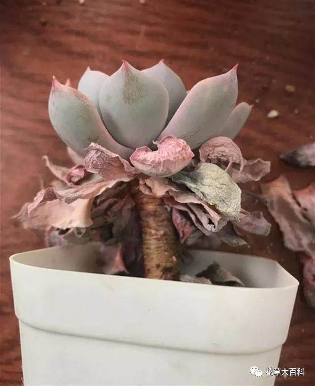 图解 如何清理多肉植物的枯叶