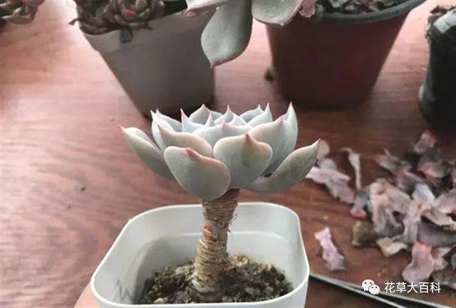 图解 如何清理多肉植物的枯叶