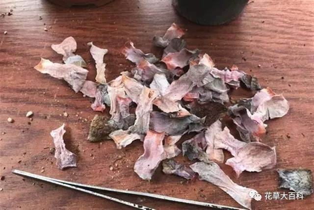 图解 如何清理多肉植物的枯叶