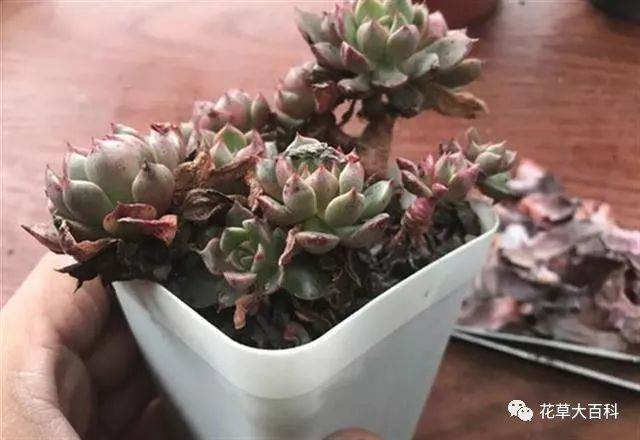 图解 如何清理多肉植物的枯叶