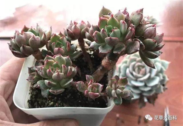 图解 如何清理多肉植物的枯叶