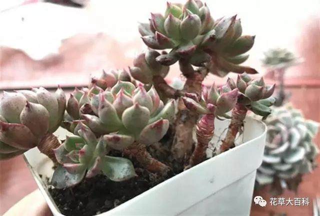 图解 如何清理多肉植物的枯叶