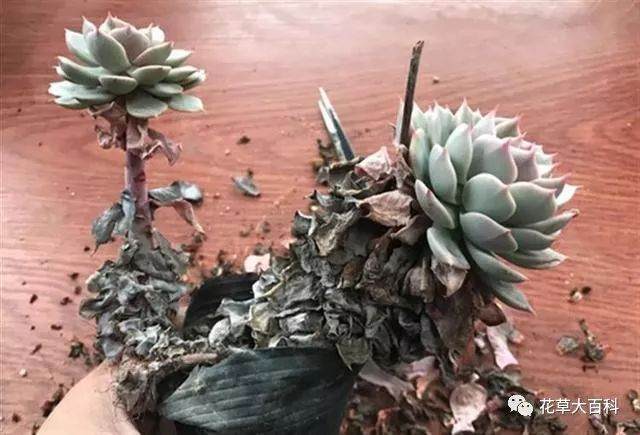 图解 如何清理多肉植物的枯叶