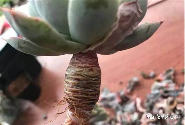 图解 如何清理多肉植物的枯叶