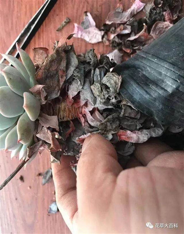 图解 如何清理多肉植物的枯叶