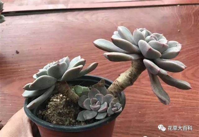 图解 如何清理多肉植物的枯叶