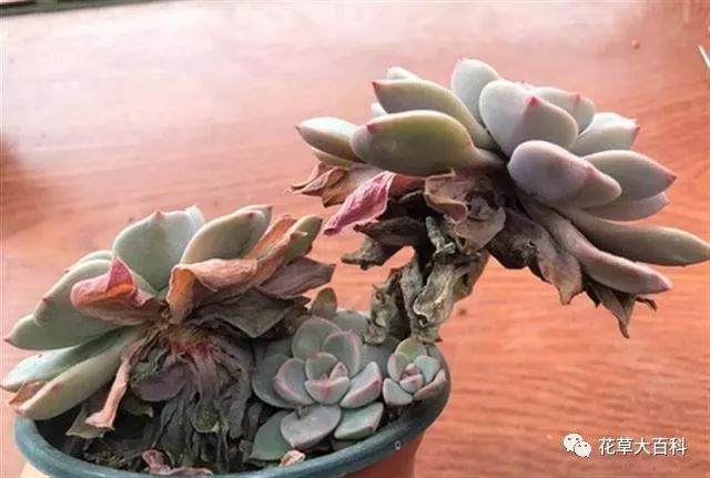 图解 如何清理多肉植物的枯叶