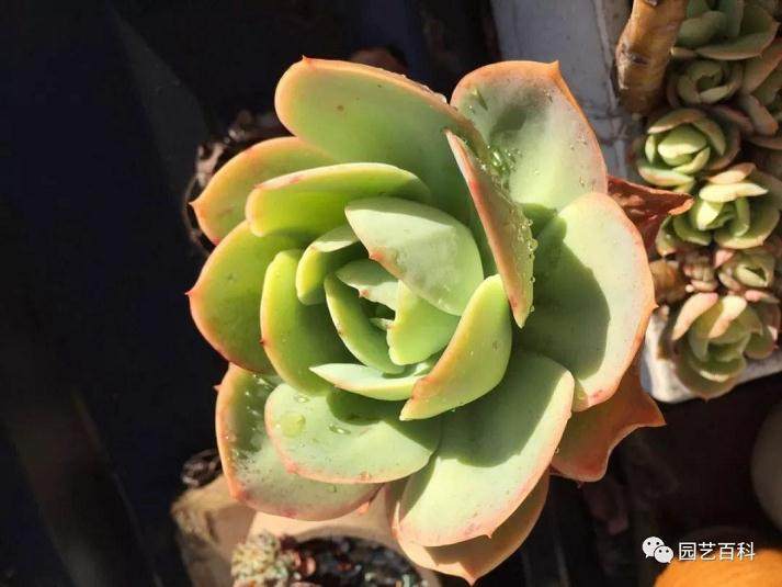 秋季如何让多肉变成小胖子?