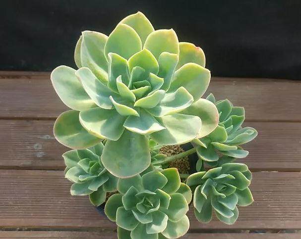 多肉植物在秋季和冬季养护方法