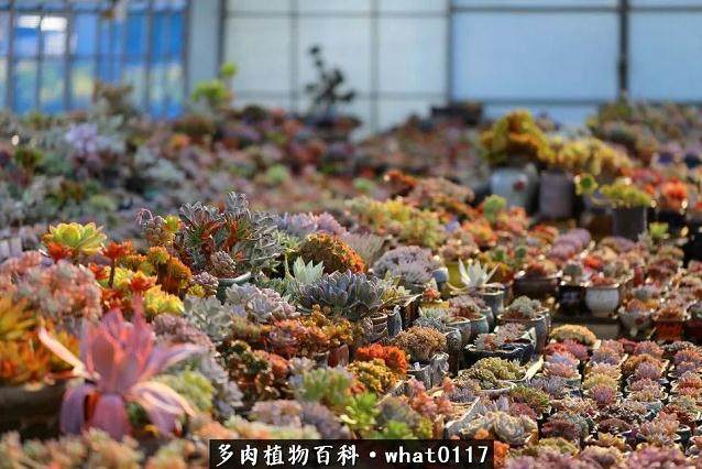 在11月多肉植物的浇水与施肥