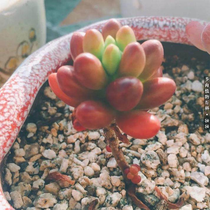 在11月多肉植物的光照与繁殖