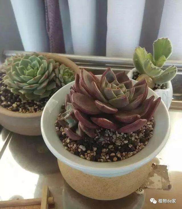 一个可以解决所有多肉过冬的方法!