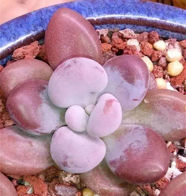 蚯蚓粪土养多肉的使用方法