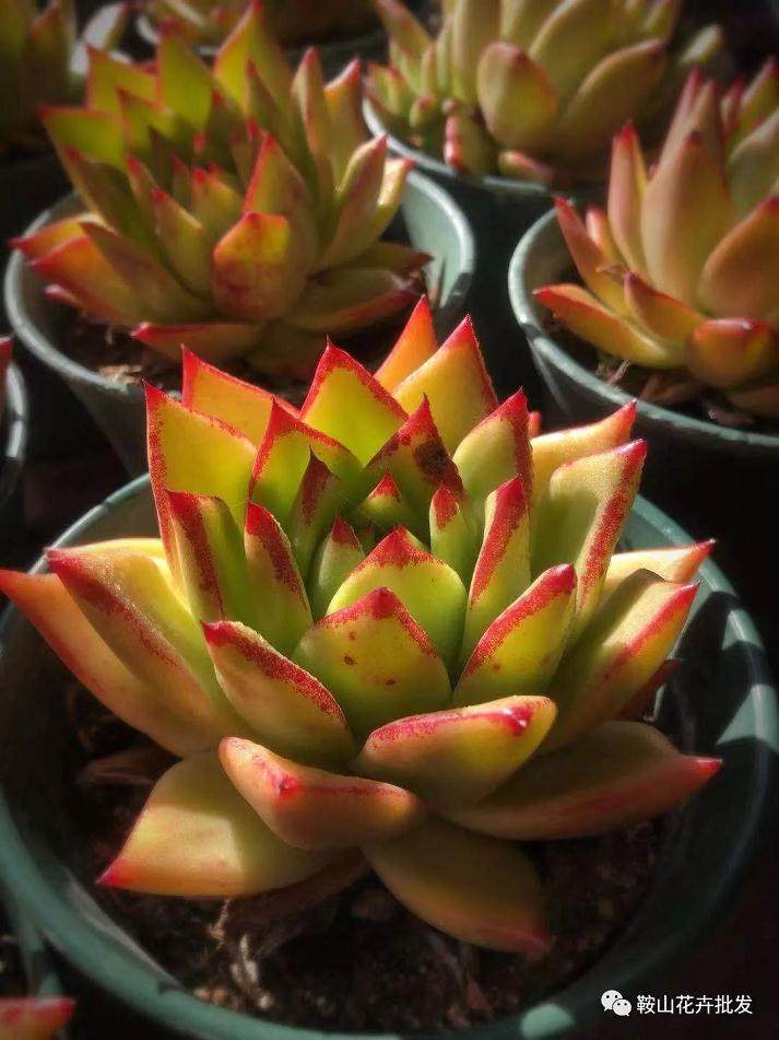 口红多肉植物的养护方法!