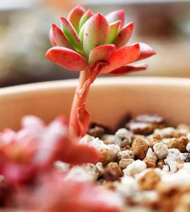 忽冷忽热的11月 南北如何养多肉植物