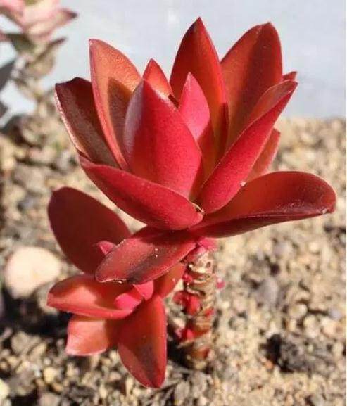 忽冷忽热的11月 南北如何养多肉植物?